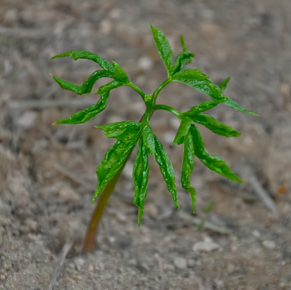 长白山人参百草之王天然馈赠的人类宝库