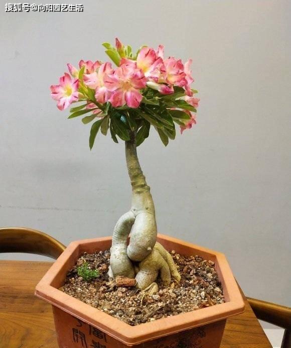 沙漠玫瑰不开花 长枝剪一剪 土里掺点沙子 红花开到巴掌大 花土 植物 土壤