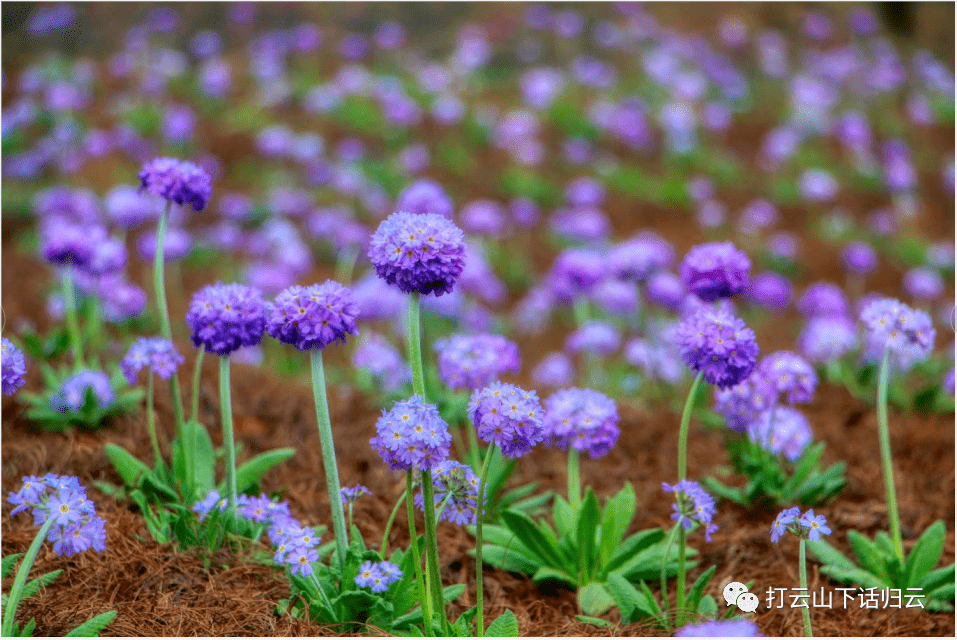 节日|3.8女神节，相约归云庄