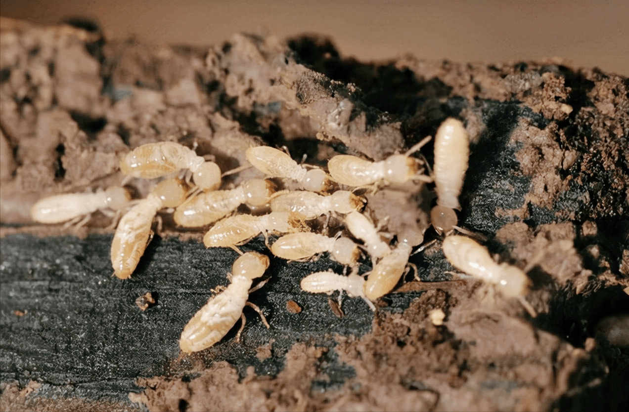 原创长在白蚁窝里面的乌灵参卖数万元一斤挖到的人却不愿出售