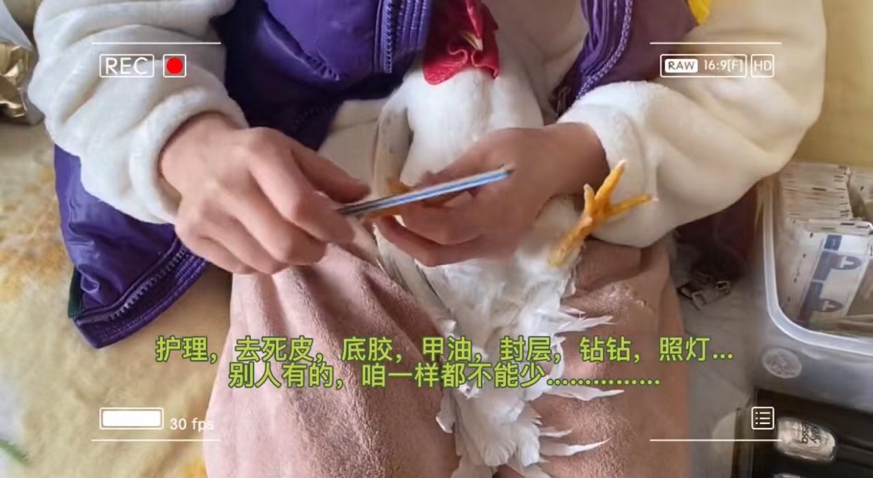 全套稀奇，女子买全套美甲工具，给公鸡做美甲，网友：不能吃得太饱