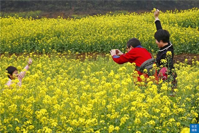 油菜花|阳春三月，广东石门油菜花田乡村美，春天赏花拍照踏青好去处