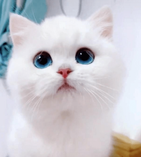 银点猫咪,像漫画里出现的猫,在它眼里仿佛能看到银河_宠物_眼睛_毛发