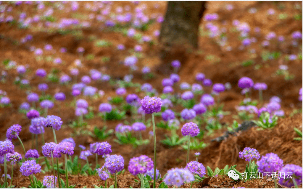 节日|3.8女神节，相约归云庄