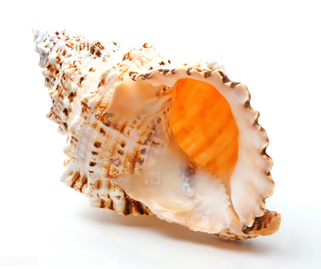 珍珠界的劳斯莱斯一颗海螺珠价格能买一套房它凭啥能这么贵