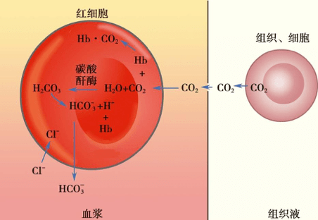 呼吸生理肺功能系列指南肺通氣和肺換氣