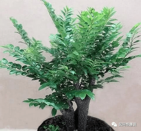 风水 招财镇宅的6种树 多种风水好 植物 盆栽 罗汉松