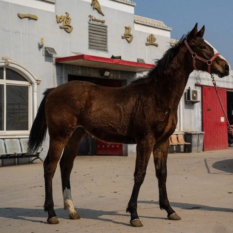 一鳴馬業五匹中國馬主聯盟認證種公馬涵蓋各個途程涵蓋多途程