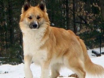 挪威 世界上最北的国家 特有的动物和奇景 北欧 伦德 海盗