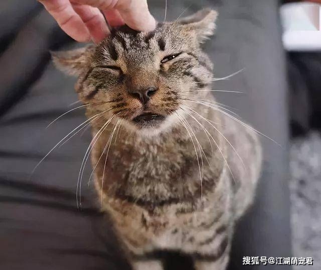 厕所若狸花猫有这些行为，其实是在保护你