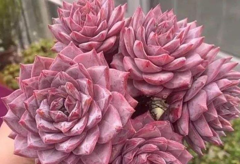 养多肉粉蓝鸟严格控养状态美稍微宠爱就穿裙子