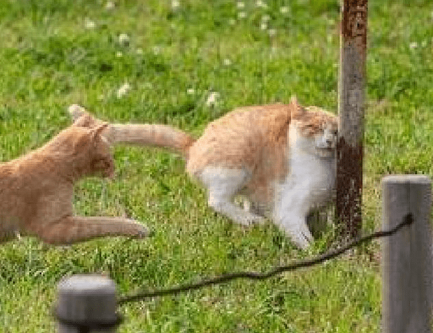 两只猫咪互相追逐,猫咪不注意撞到铁杆,隔着屏幕都感觉到痛!