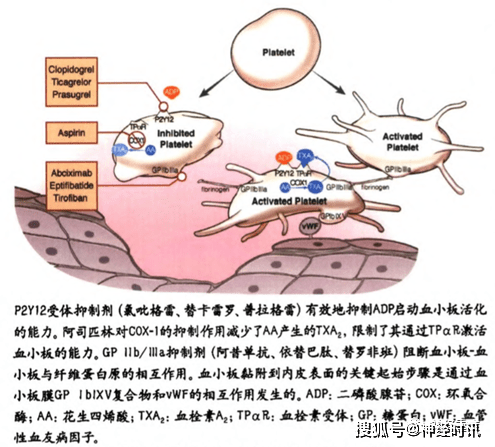 剂量依赖性的抑制gpⅡb/Ⅲa受体介导的血小板聚集