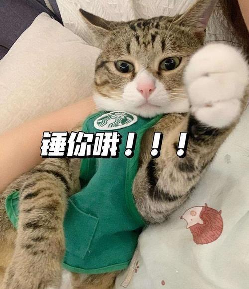 治愈养狸花猫后，有哪些瞬间，让你感到幸福感爆棚？