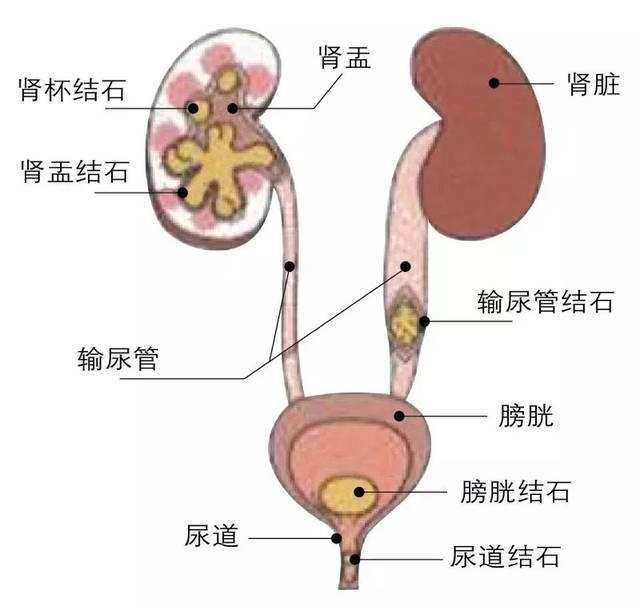 输尿管部位图图片