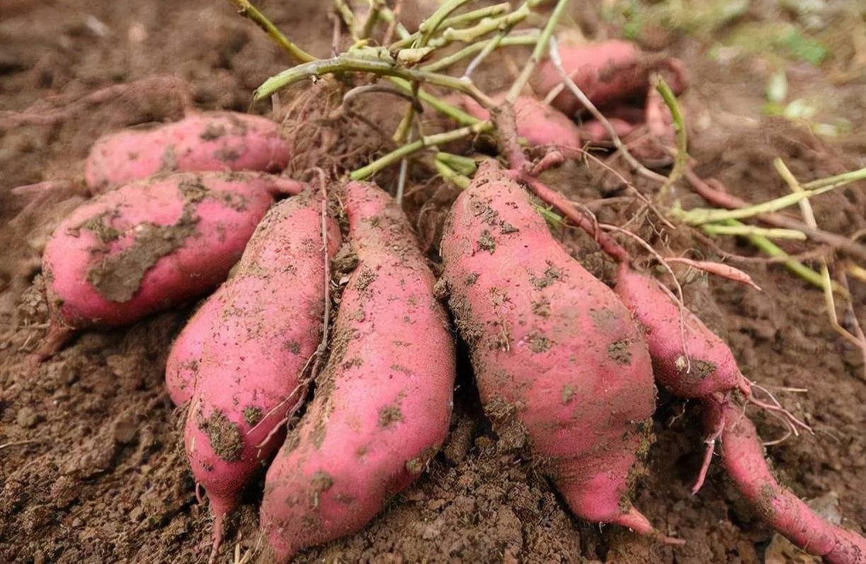 原创红薯不要随意放教你2招放半年也不坏口感软糯又香甜