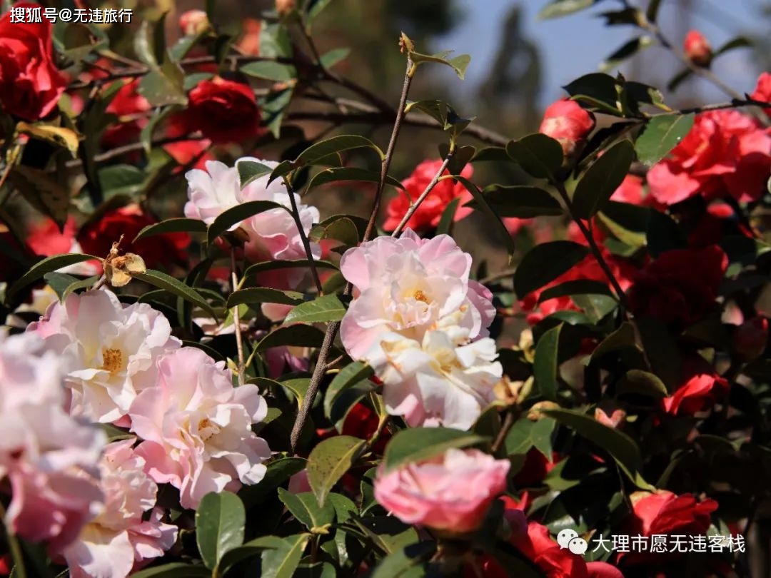 原創大理茶花谷千畝茶花正盛開好看好玩跟我來