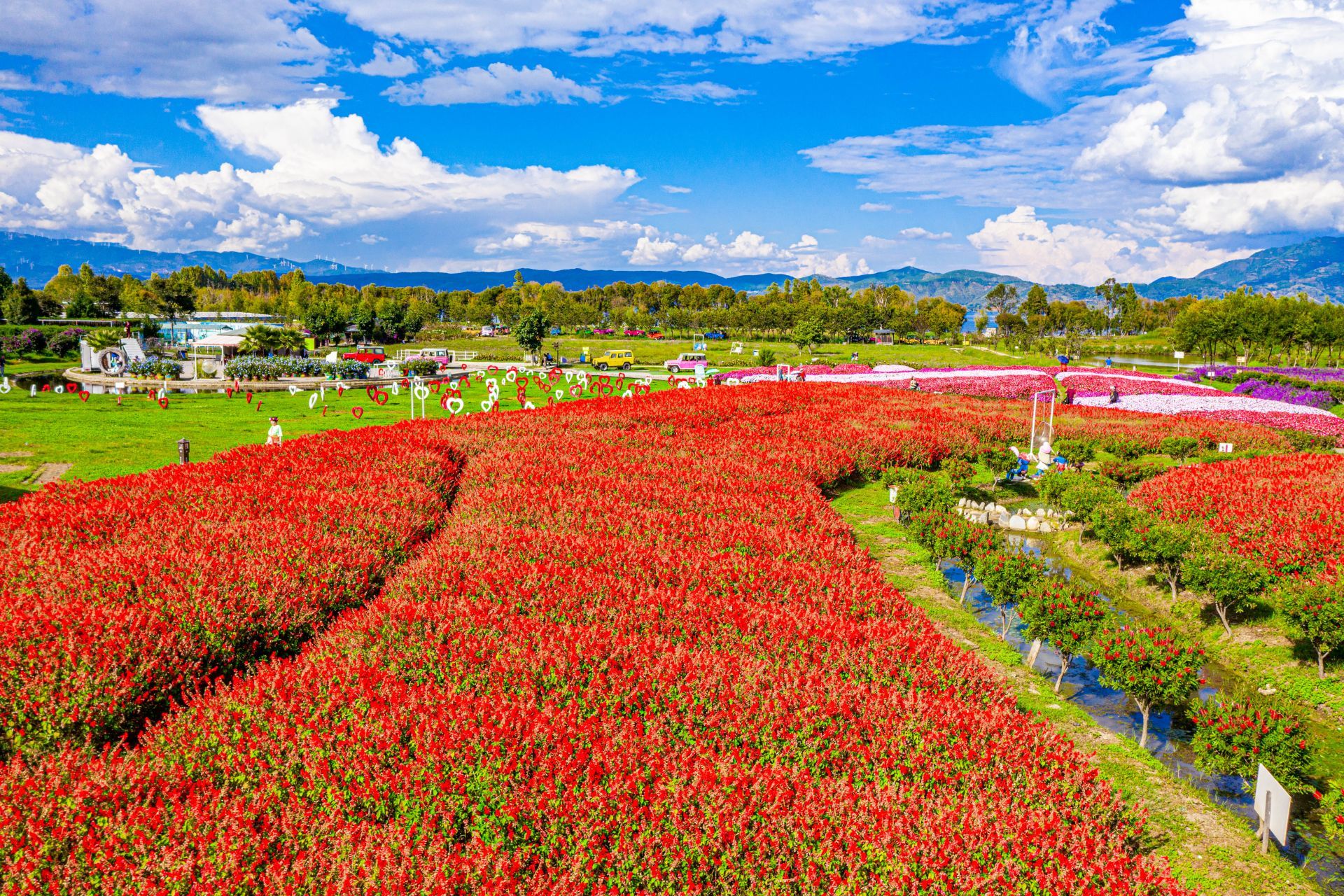 中国最佳爱情表白地遇见花海邂逅你