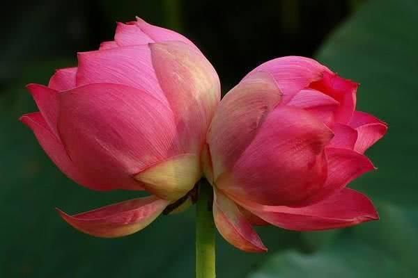 原创心理测试选1朵并蒂花测ta是不是你专属的守护骑士