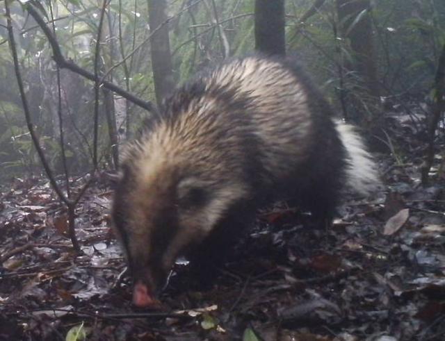 豬獾_莊稼_動物