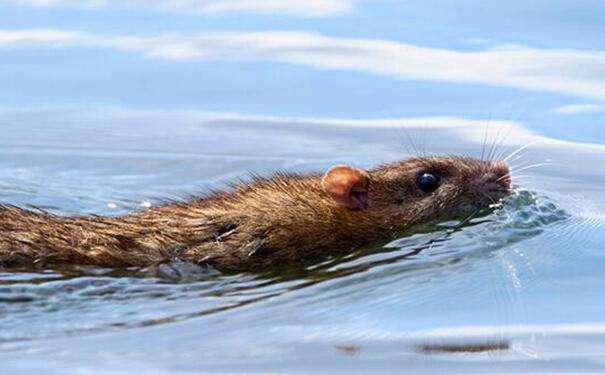 航母上真的有老鼠吗？它们是怎么上去的？