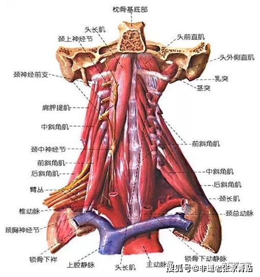 非遺老張家膏貼2022年3月份頸椎圖解頸椎各部位圖解