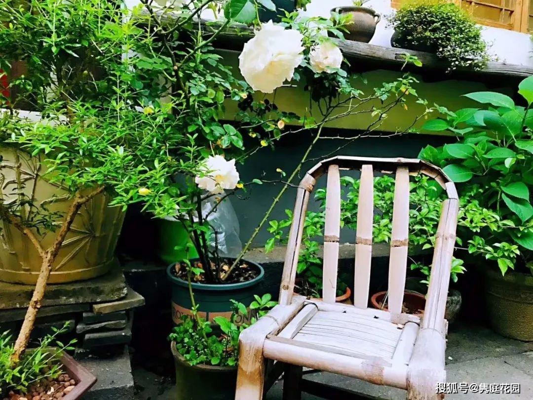 农村小庭院装着生活的理想