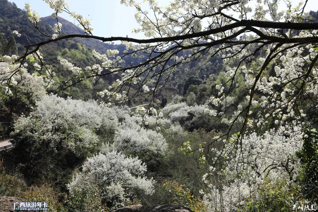 碗窑梨花谷风景区图片图片