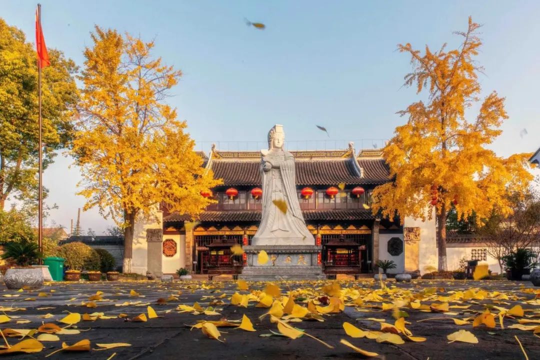 飞鸟过银杏落时光荏苒太仓天妃宫再现盛景