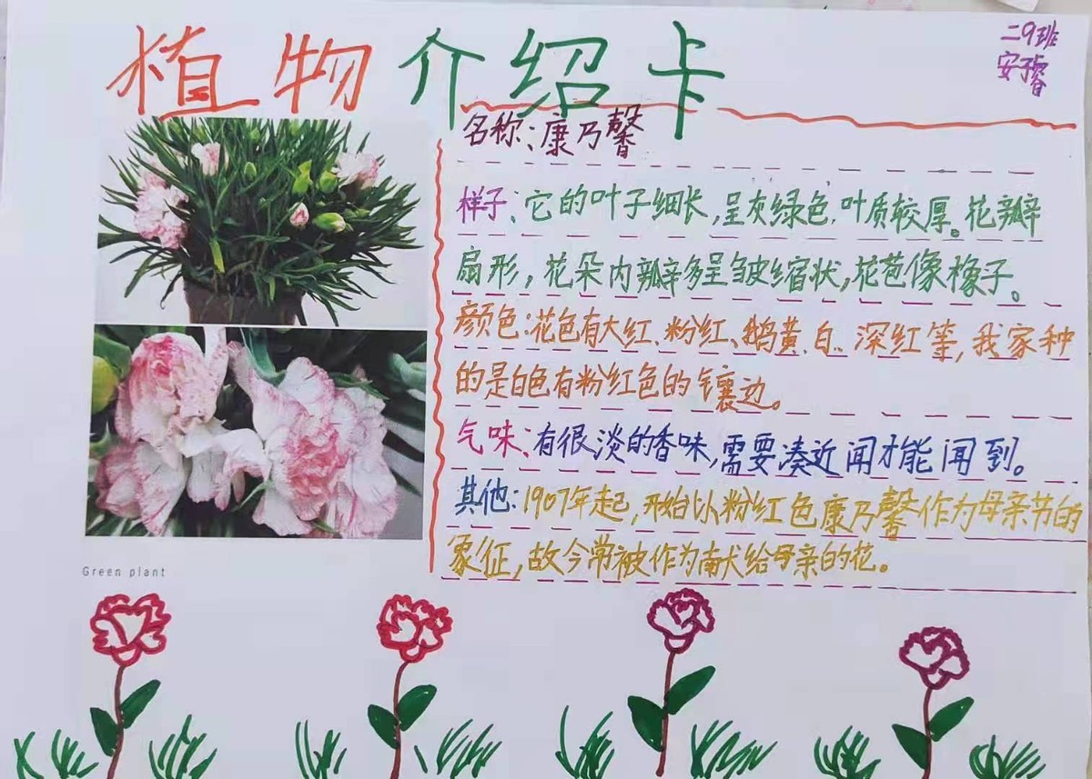 小学生植物画报示范图片