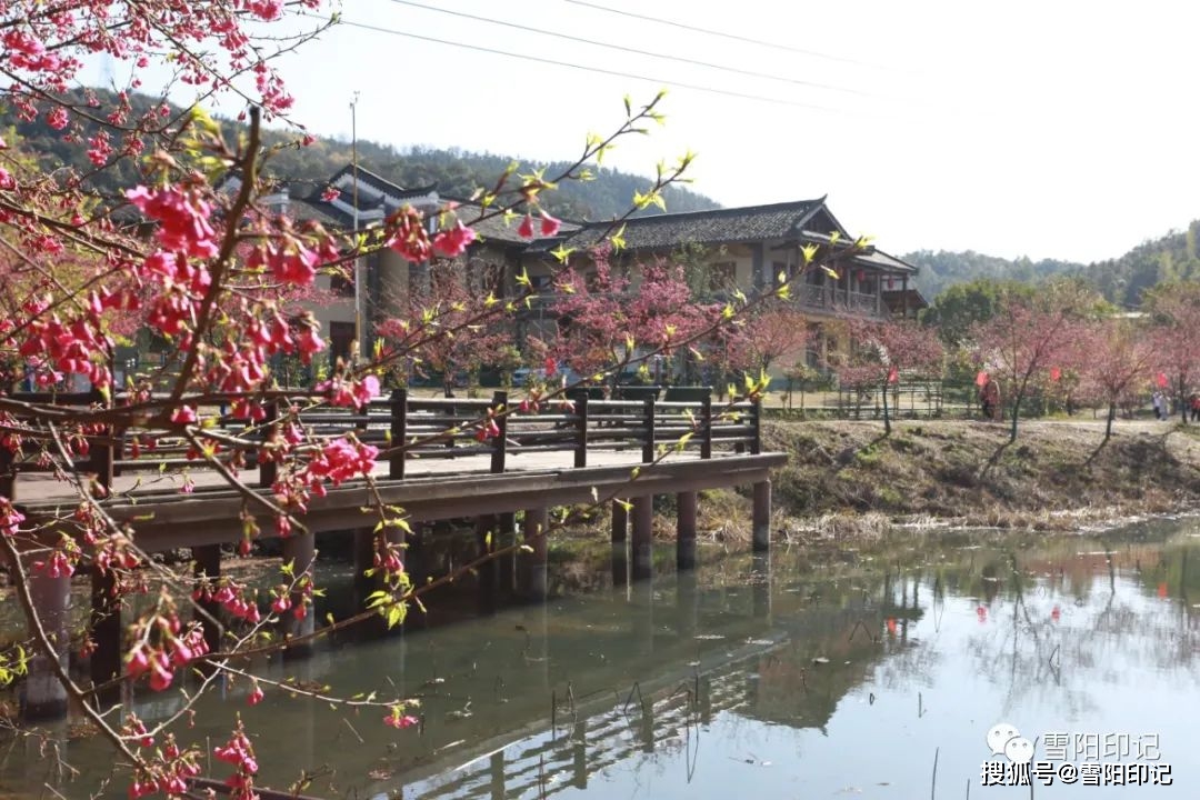 蓮城春韻61七星村61雪陽印記百畝櫻花相繼開網紅七星等你來