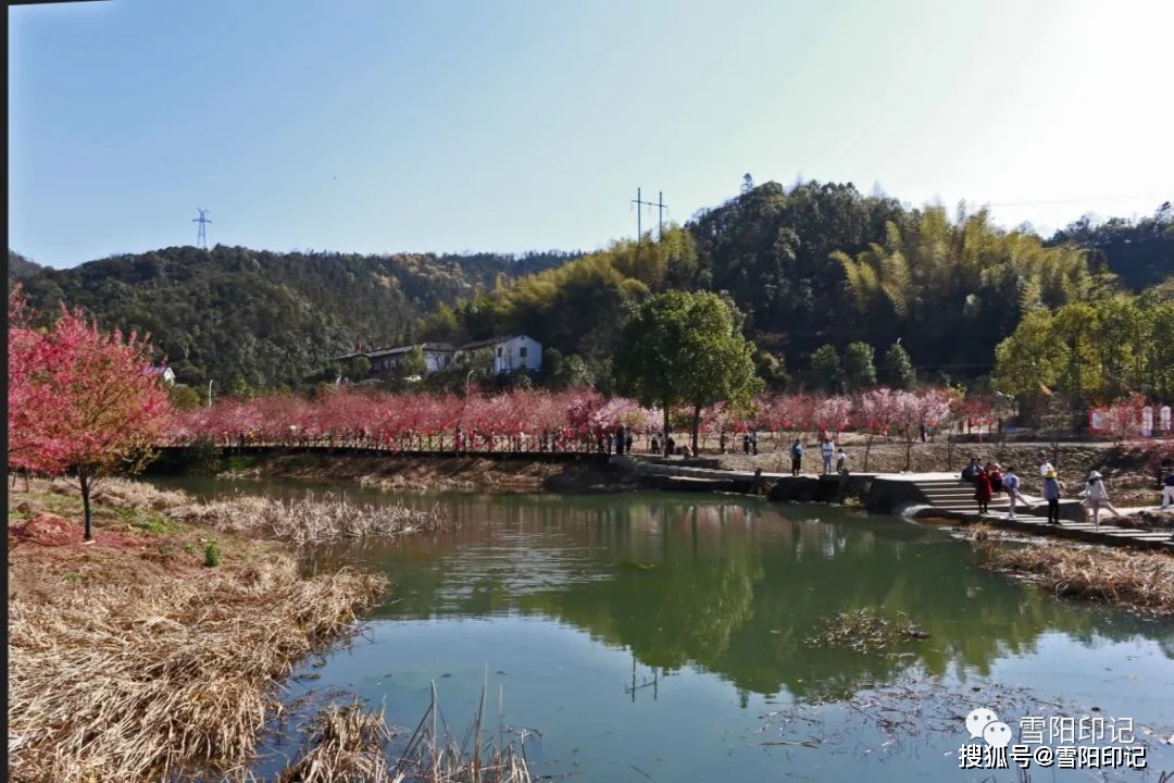 蓮城春韻61七星村61雪陽印記百畝櫻花相繼開網紅七星等你來