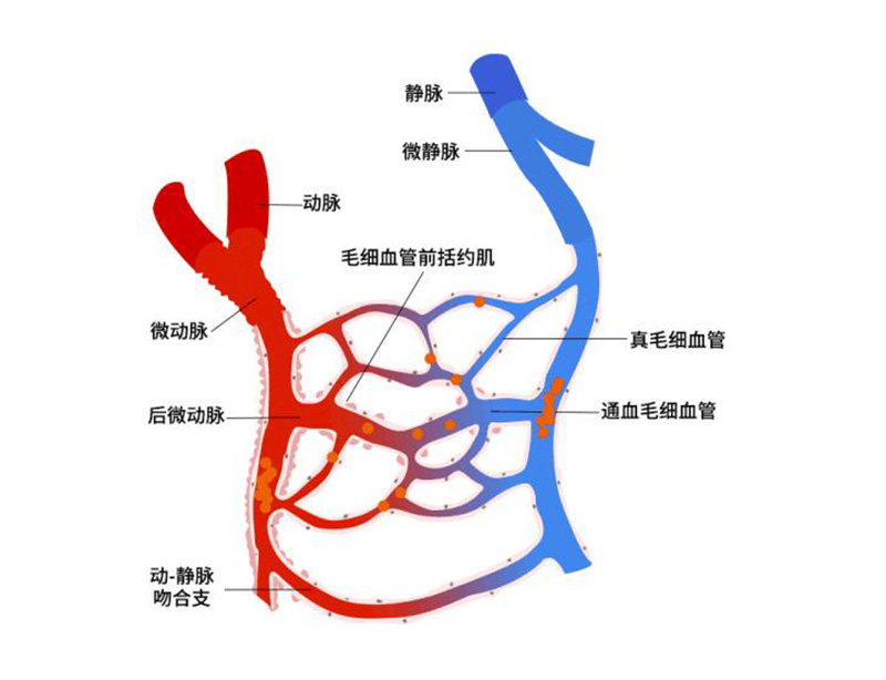 静脉血管壁分层结构图图片