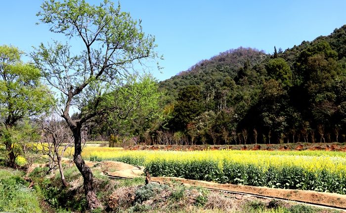 带您走进昆明安宁甸中村彩色油菜花田