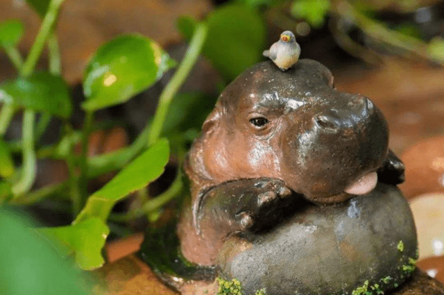 危险的河马尼罗鳄的死亡翻滚对其没用连粪便都很致命