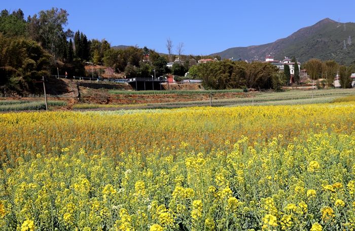 昆明|带您走进昆明安宁甸中村彩色油菜花田