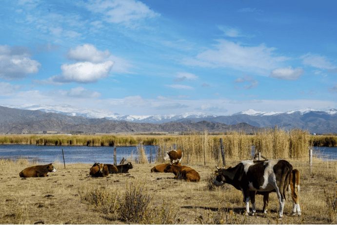 饶力明图文世界里的北疆秋韵