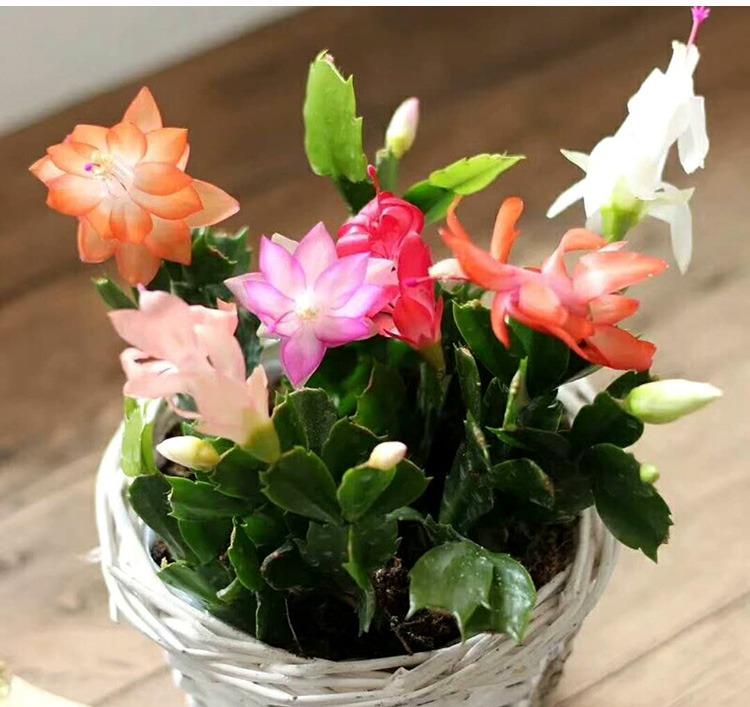 盆栽花卉养殖知识 ad9a781445b7411a955ba593448dee46.jpeg