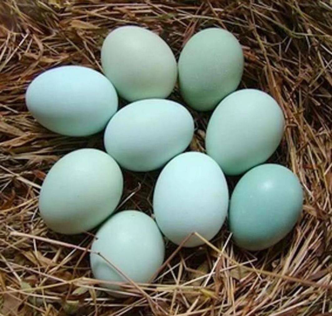 正宗散养鸡绿壳鸡蛋就在开阳县楠木渡马场
