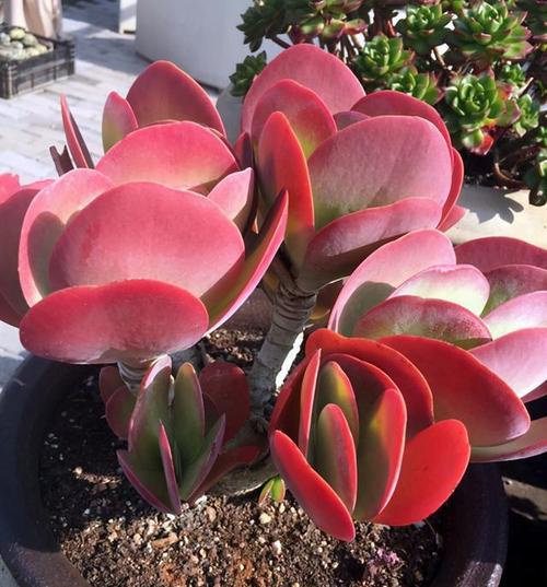 多肉唐印有"四怕",难怪绿油油的长成菜,做对了叶子鲜艳红似火