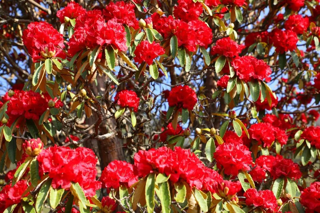 有一种春光旖旎叫杜鹃花开_景东_花儿_映山红