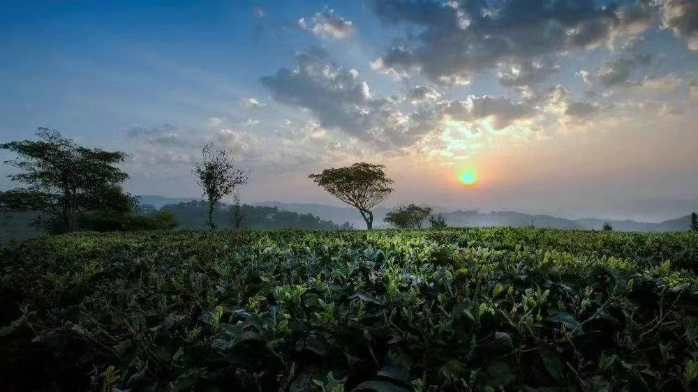 普洱拜山头不可不知的西双版纳六大古茶山