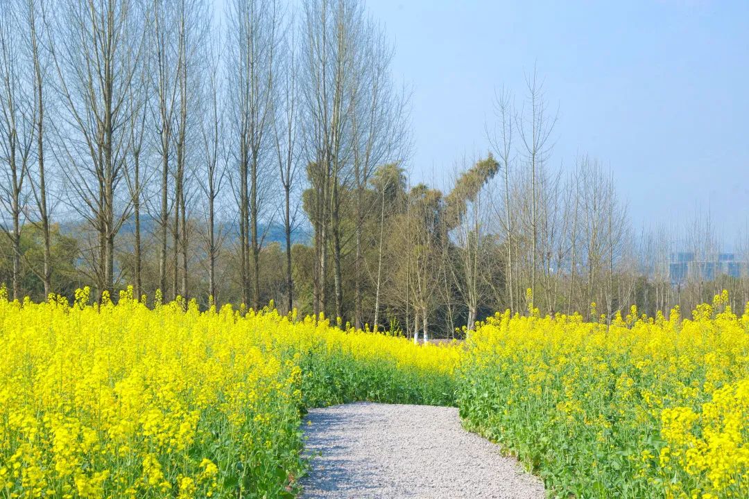 重庆主城最大的油菜花海在这里