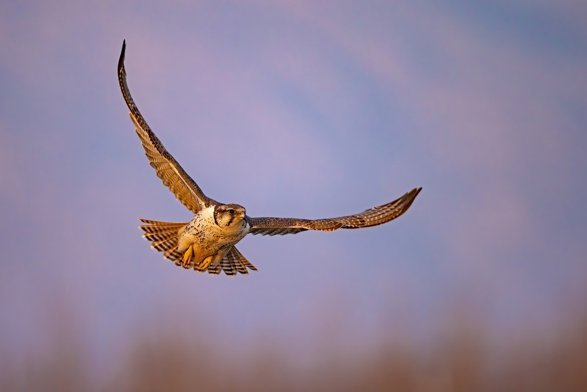 以热爱为名发现自然之美 那些野性瞬间背后的故事