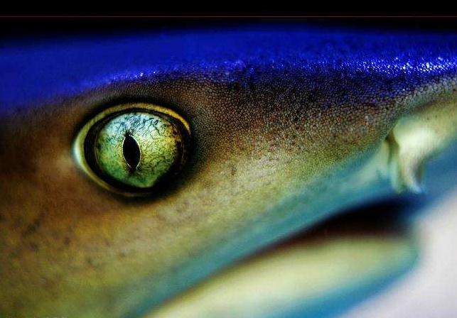 此外,鲨鱼的眼睛与猫的眼睛相似,可以发出光亮,这是因为在其视网膜后