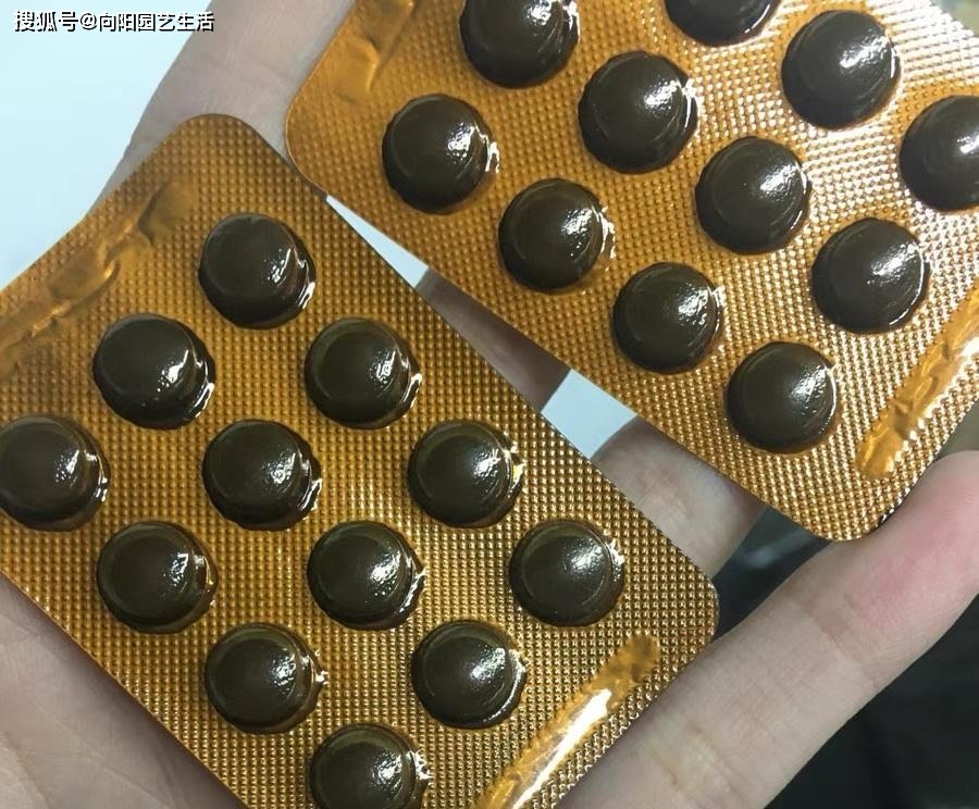 原创养多肉注意蚧壳虫这种紫色小药片杀虫又除菌很实用