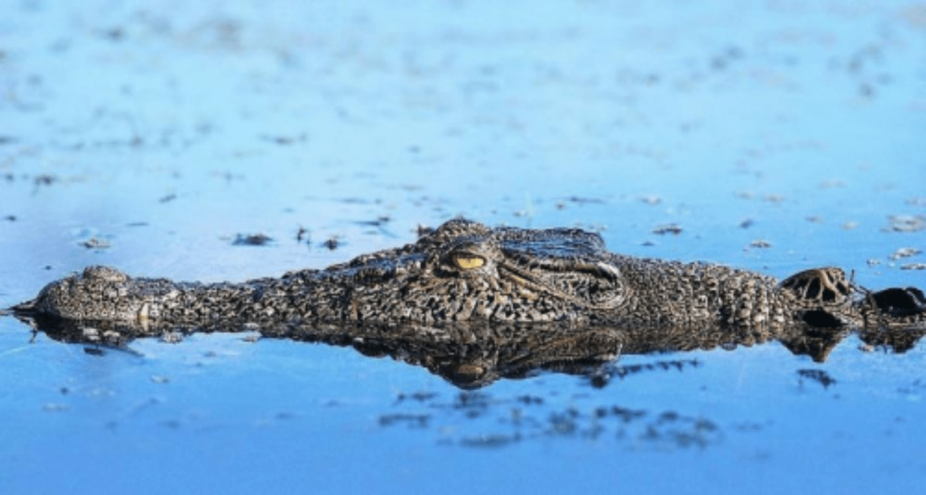 鳄鱼竟是鸟类的近亲与恐龙同期为什么鳄鱼能一直存活至今