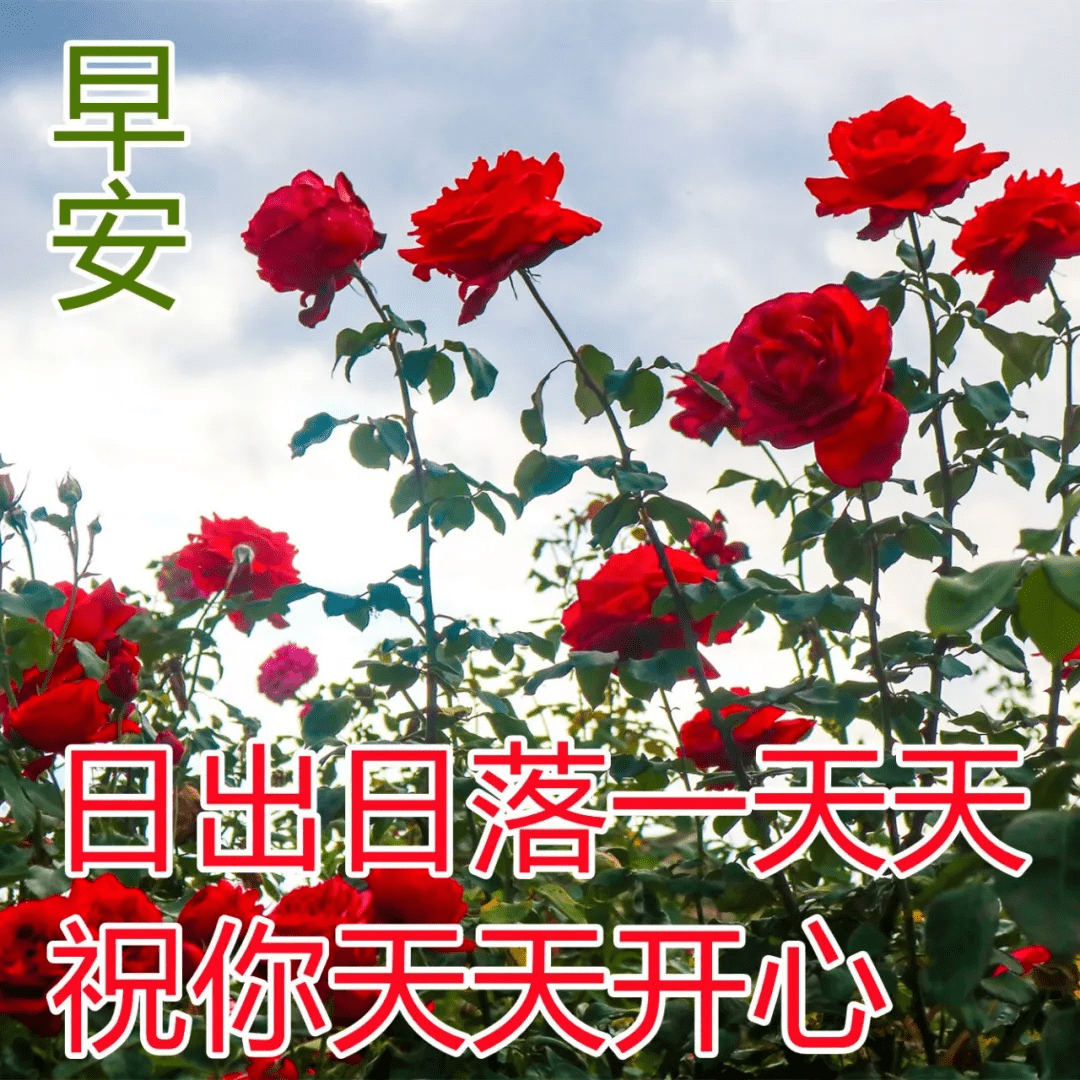 清早问候朋友早上好图片浓浓的早上好祝福动态表情包