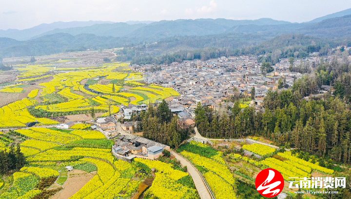 油菜花|腾冲的春天，从油菜花田里醒来