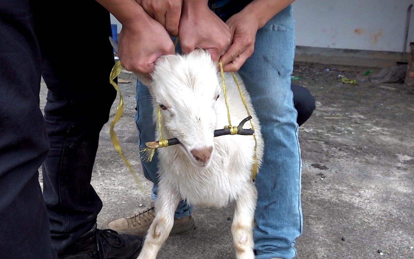 小羊羔肚子胀气怎么治疗?_方法_问题_养殖户